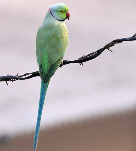 Rose-ringed_Parakeet_(Male)_I_IMG_9141
