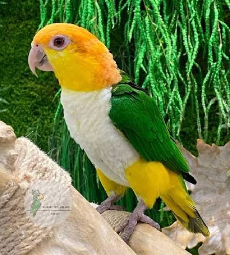 images (8)